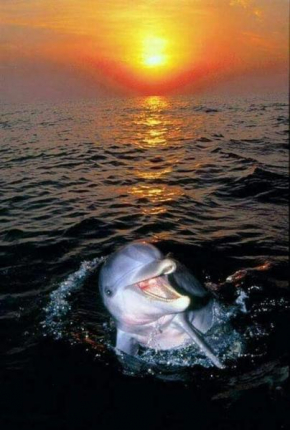 Aspra al delfino bianco Bagheria